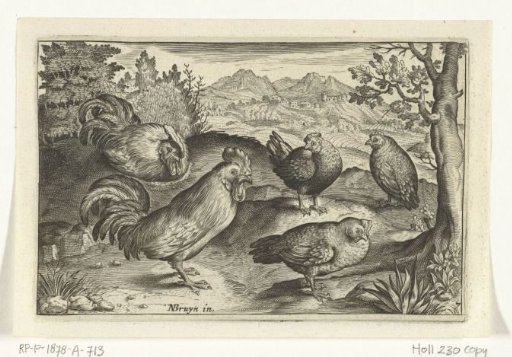 Three chickens and two roosters