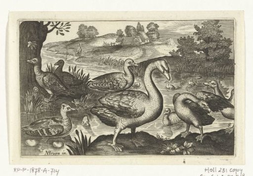 Swan and geese and ducks