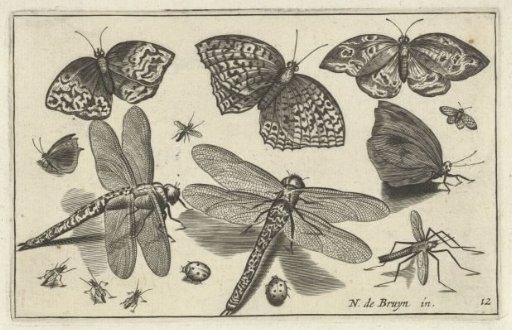 Butterflies and dragonflies
