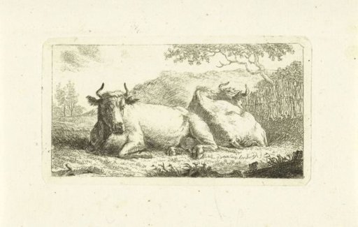 Two lying cows