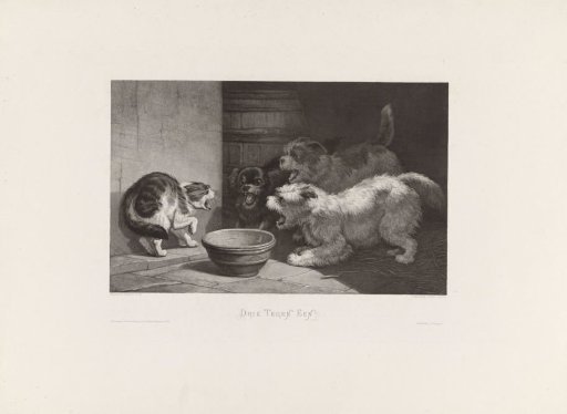Blowing cat and three barking dogs by a dish