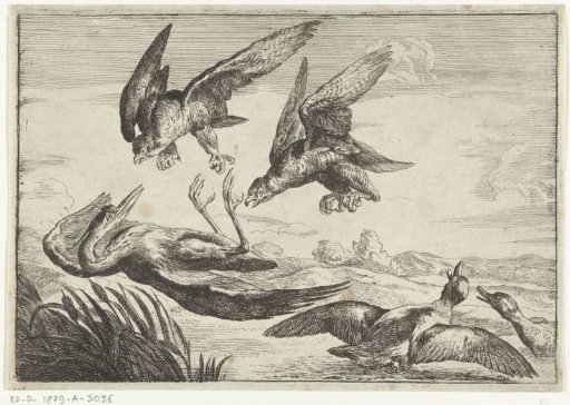 Two falcons attack a heron