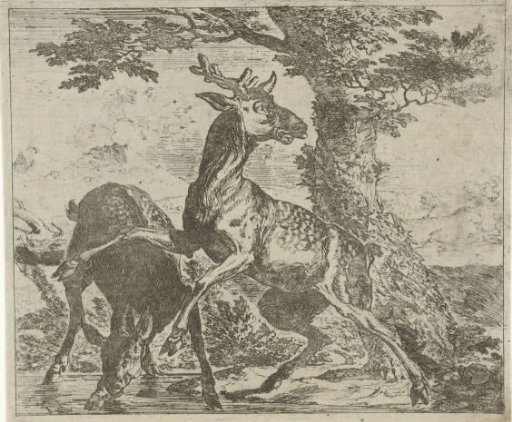 Startled Deer