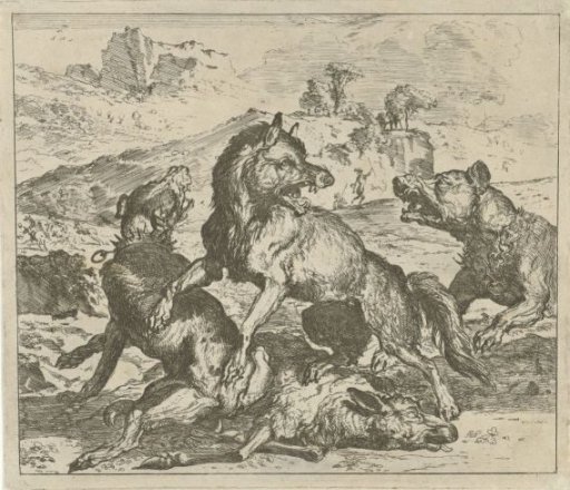 Wolf Attacked by Dogs