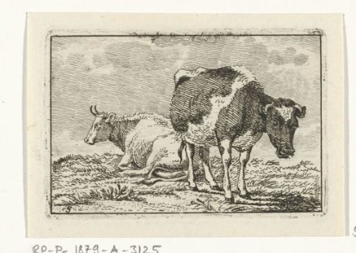 White and spotted cow