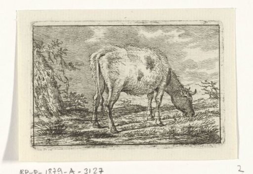 Grazing cow