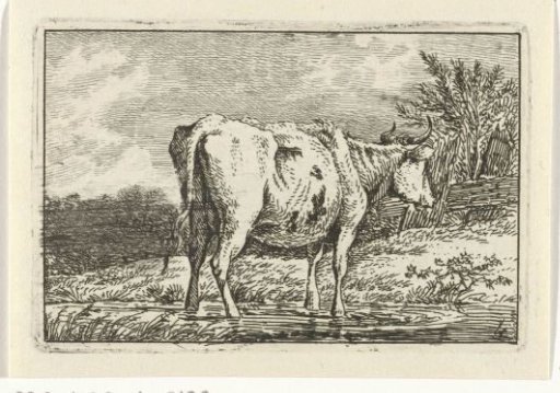 Cow standing in a pool