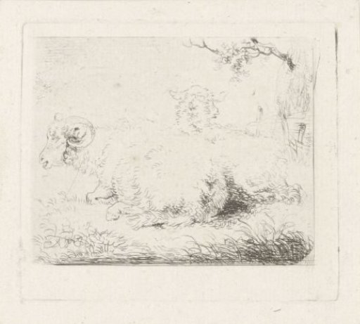 Reclining sheep and ram