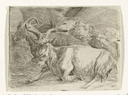 Two goats and two sheep