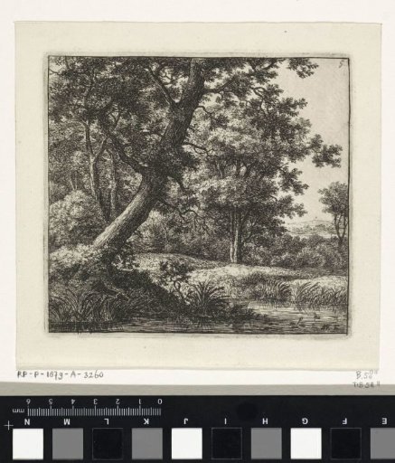 Overhanging Tree