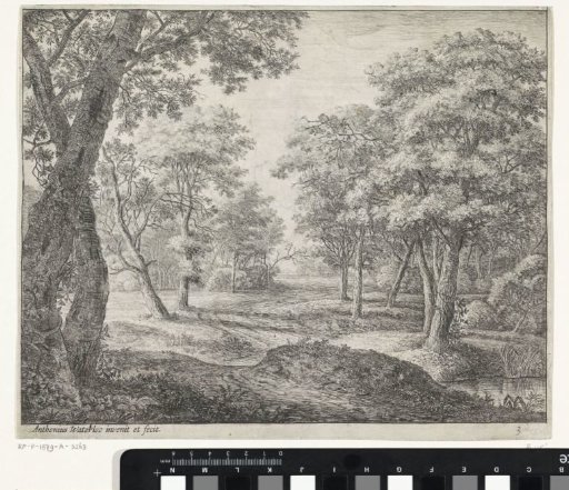 Forest path