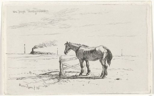 Horse in a meadow