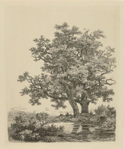 Two oaks by a pond