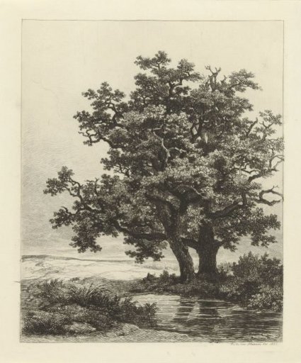Two oaks by a pond