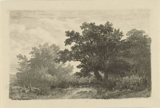 Trees by a pond