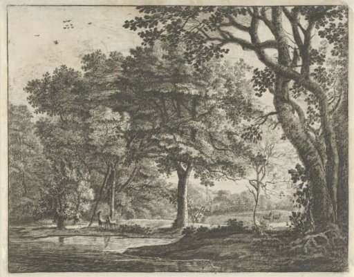 Deer in the Hague Forest