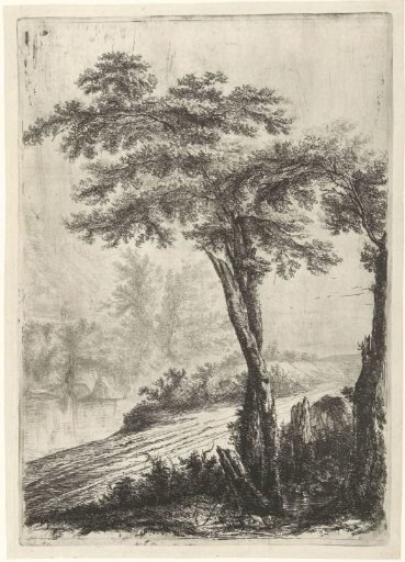 Trees by the roadside