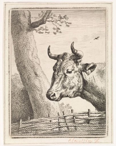 Head of a cow