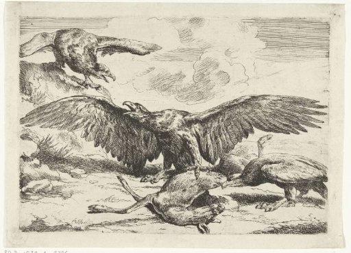 Three eagles fight over a dead hart
