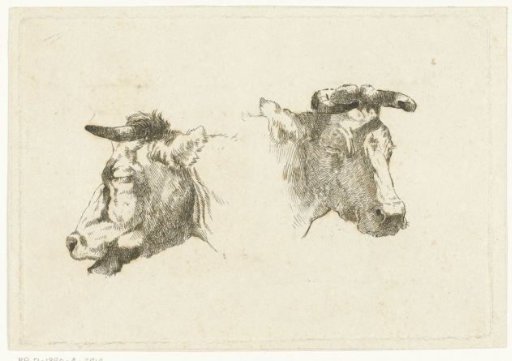 Two heads of cows