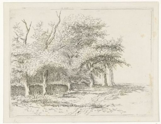 Row of trees