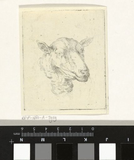 Head of a sheep
