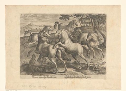 Horse Fight