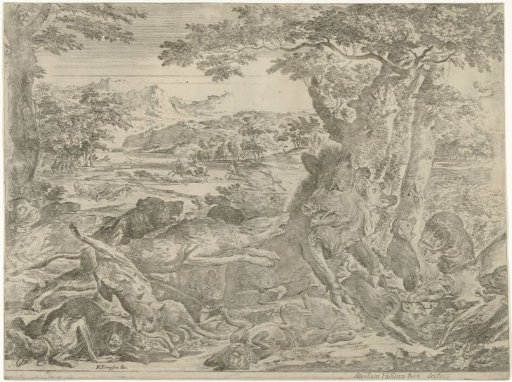 Wild Boar Attacked by Dogs