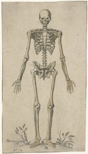 Male skeleton, seen from the front