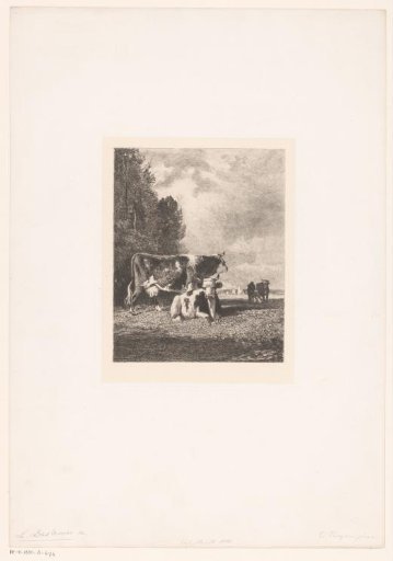 Two cows in a meadow