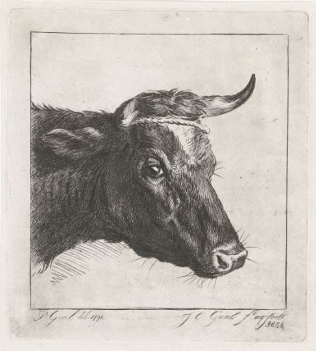 Head of a cow with rope around the horns