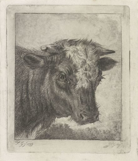 Head of a cow with a white collar