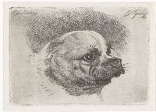 Head of a pug