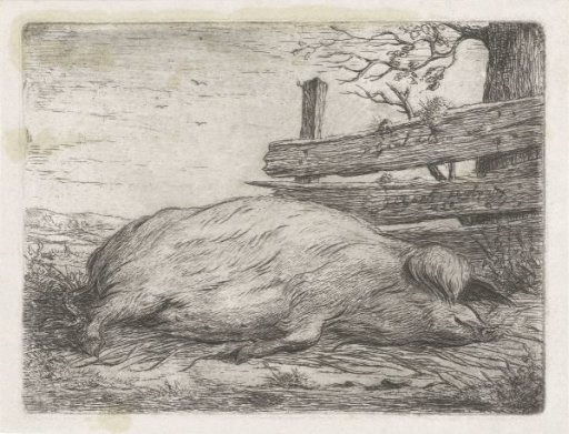 Recumbent Wild Boar