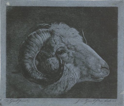 Head of a ram with horn curved towards the eye