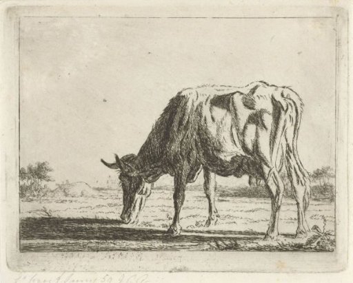 Grazing cow