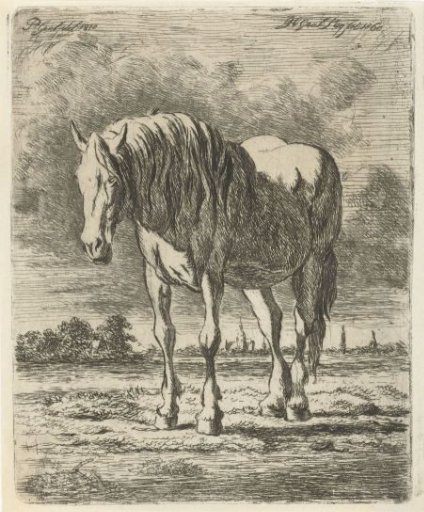Standing white horse