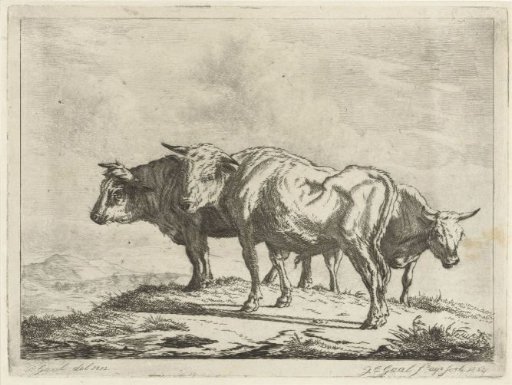 Three oxen