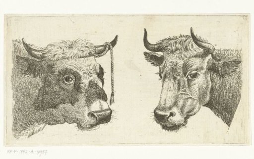 Head of a Bull with a Rope on its Horn and Head of a Cow