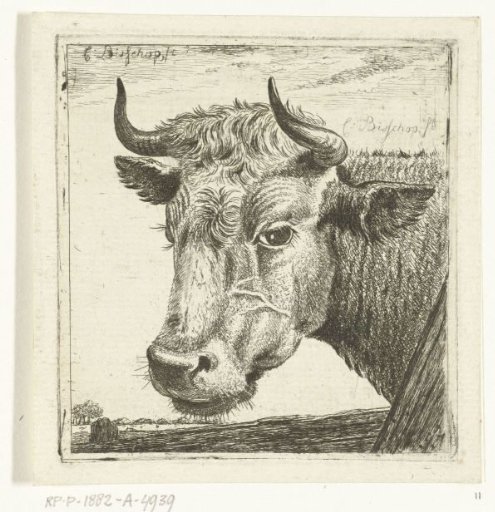 Head of a Cow