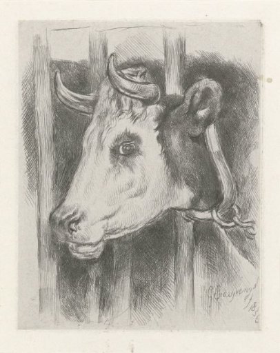 Head of a cow