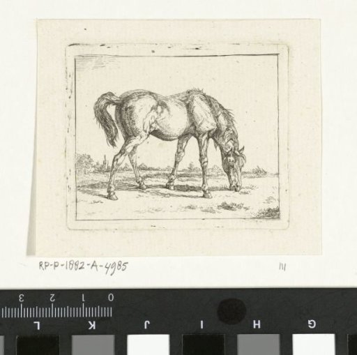 Grazing horse to the right