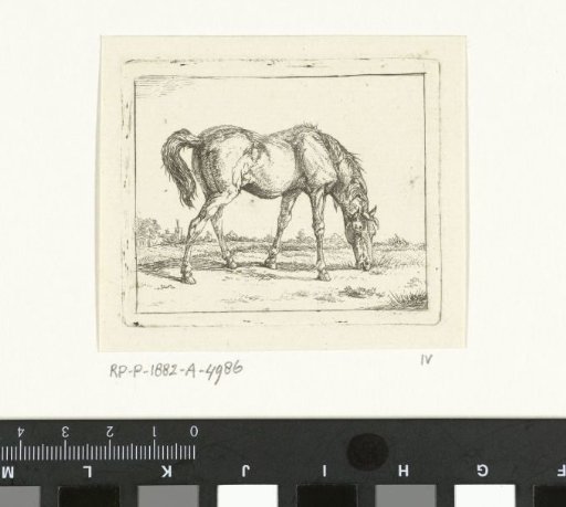Grazing horse to the right