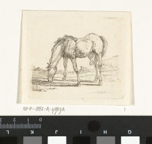 Grazing horse to the left