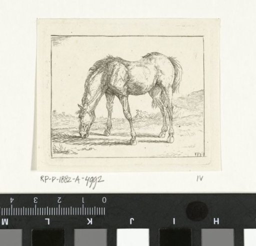 Grazing horse to the left