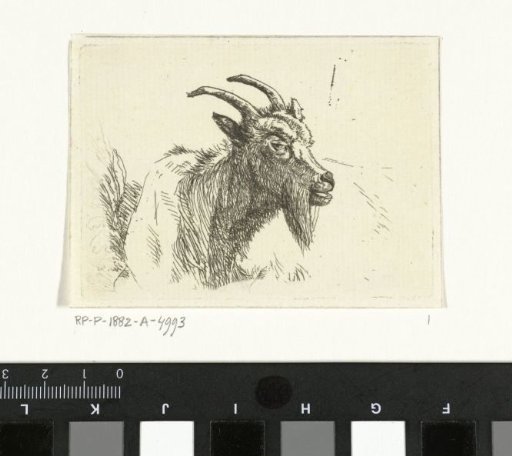Reclining goat