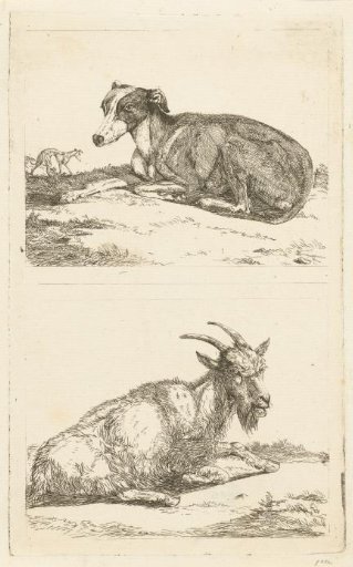Greyhounds and goat