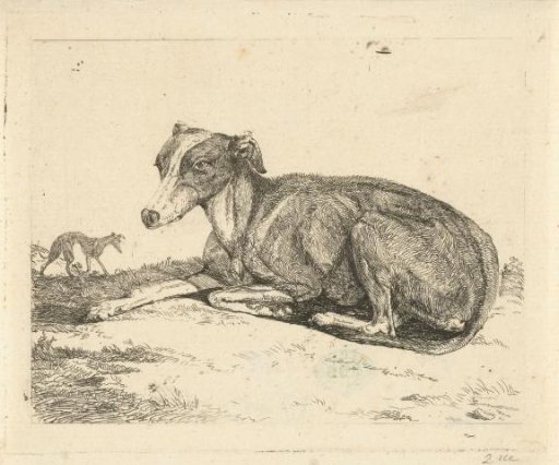 Greyhounds