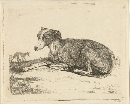 Greyhounds