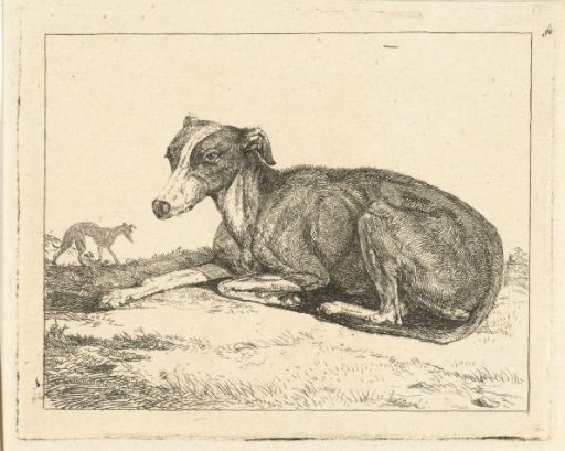 Greyhounds